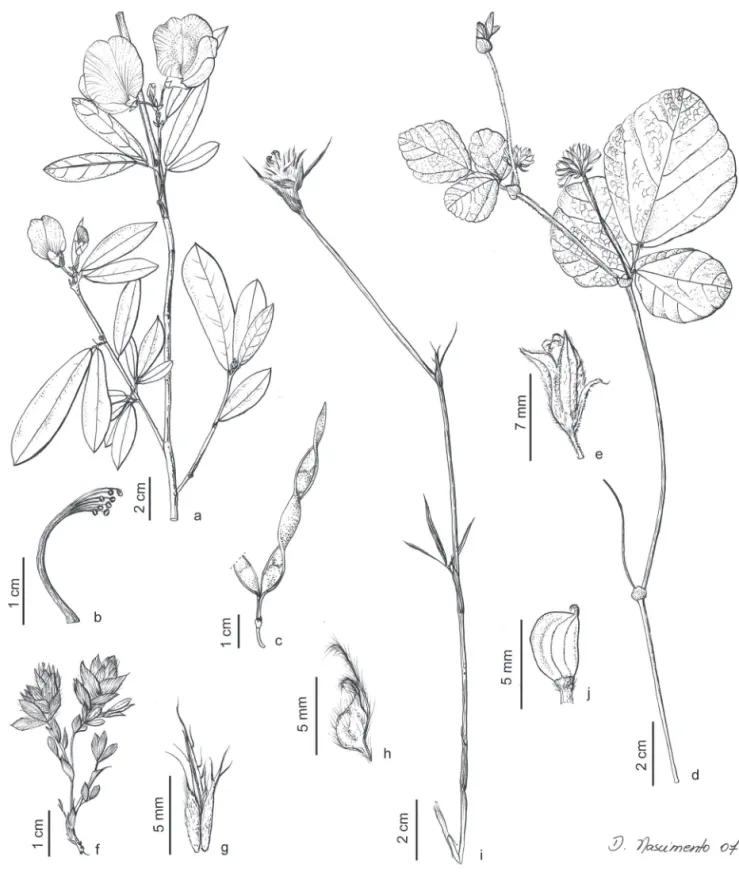 Figura 8. a-c. Periandra mediterrânea.  a. Ramo com flores. b. Androceu (Andrade 16, UPCB)