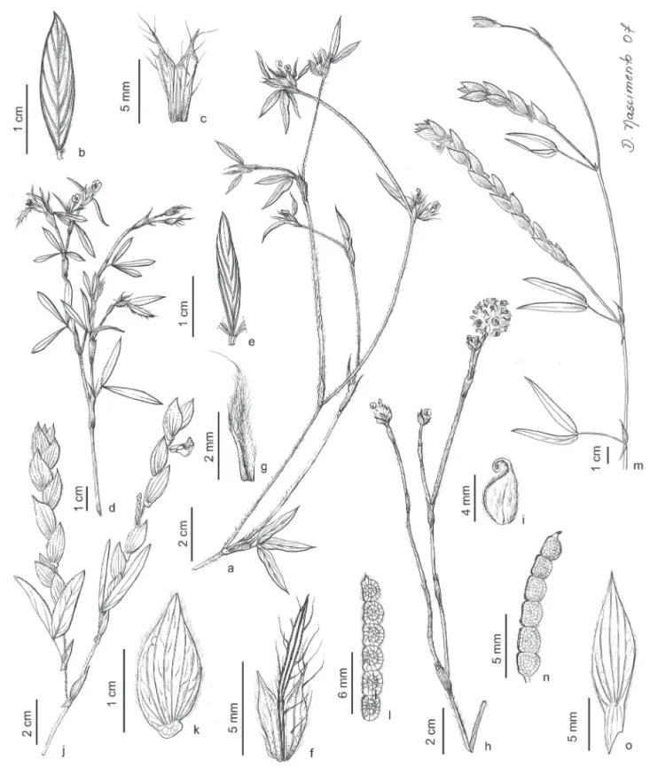 Figura 9. a-c. Stylosanthes guianensis . a. Ramo com flores. b. Folíolo. c. Estípula (Andrade 50, UPCB)