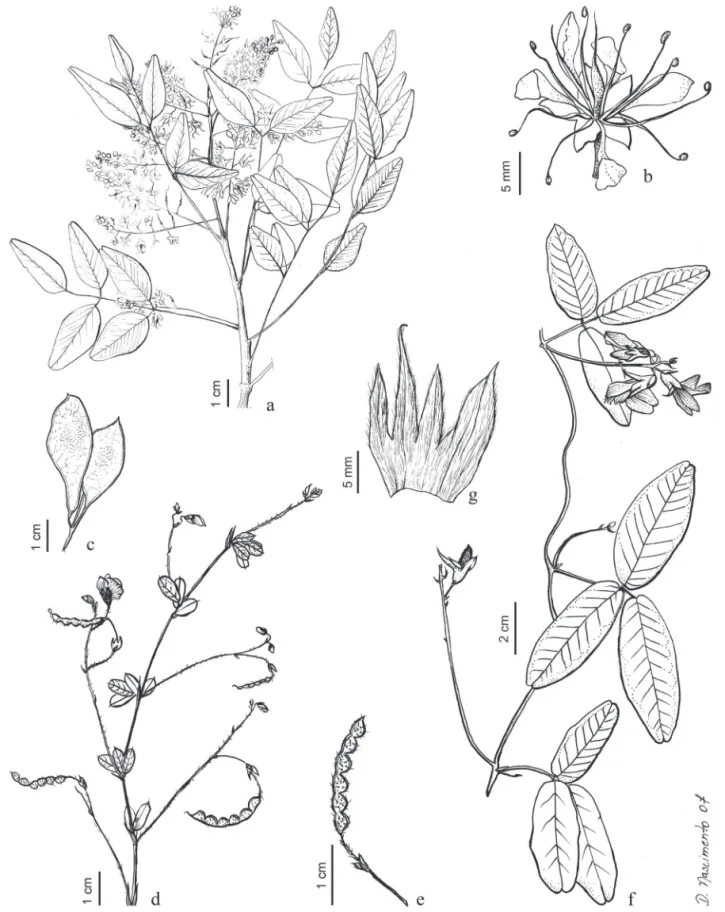 Figura 1. a-c. Leptolobium elegans . a. Ramo com flores. b. Flor (Andrade 53, UPCB). c