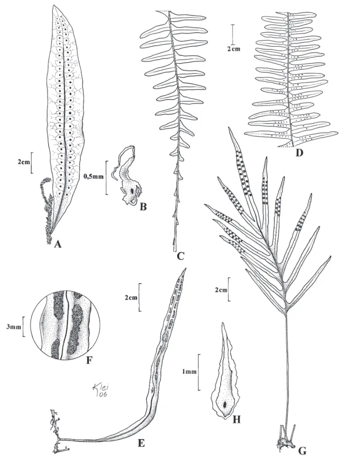 Figura 5. A-B. Micrograma lindbergii. A. Hábito. B. Escama da costa. C-D. Pecluma paradiseae