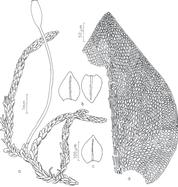 Figura 7. Dimerodontium pellucidum (Schwägr.) Mitt. a. Aspecto geral do gametófito. b-c
