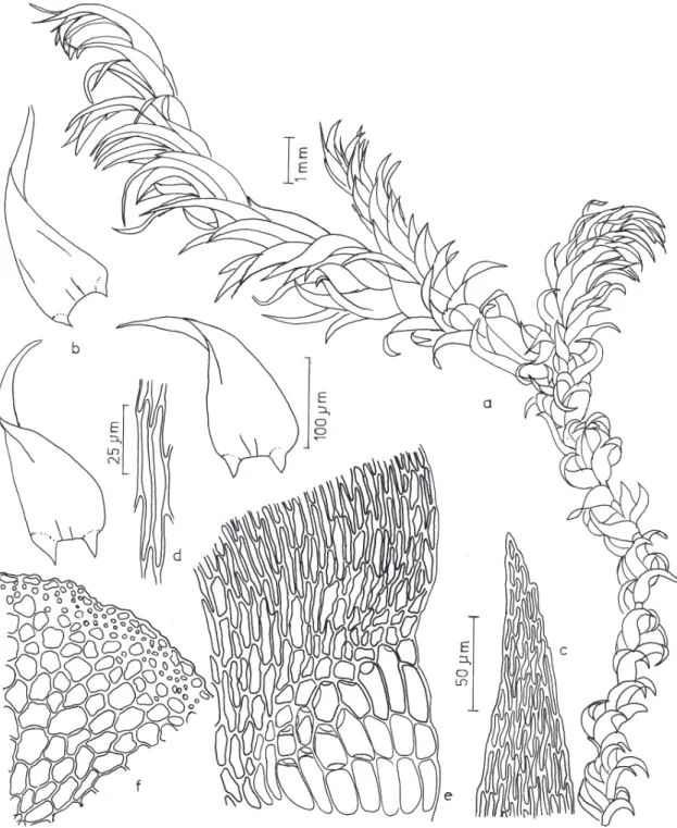 Figura 8. Calliergonella lindbergii (Mitt.) Hedenäs. a. Aspecto geral do gametófito. b