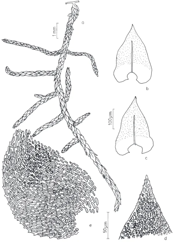 Figura 9. Papillaria flexicaulis (Wilson) A. Jaeger. a. Aspecto geral do gametófito. b-c