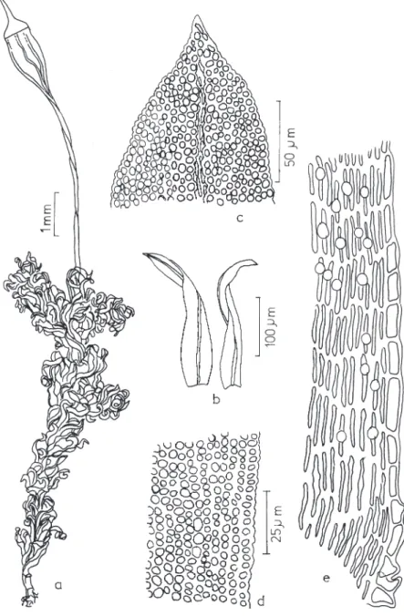 Figura 10. Macromitrium podocarpi Müll. Hal. a. Aspecto geral do gametófito. b. Filídios