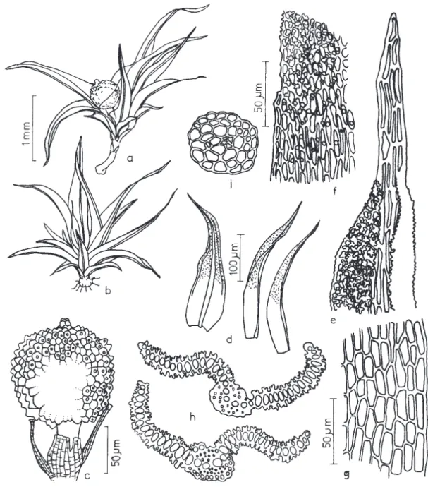Figura 12. Trachycarpidium verrucosum (Besch.) Broth. a-b. Aspecto geral do gametófito
