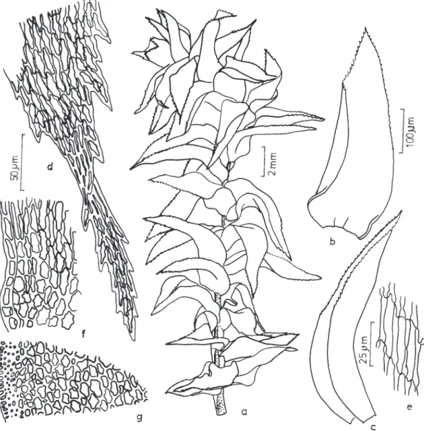 Figura 14. Ptychomnion cygnisetum (Müll. Hal.) Kindb. a. Aspecto geral do gametófito. b-c