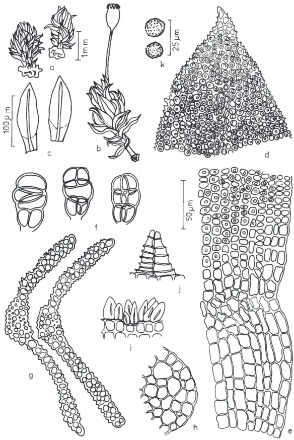 Figura 15. Uleastrum palmicola (Müll. Hal.) R.H. Zander. a-b. Aspecto geral do gametófito