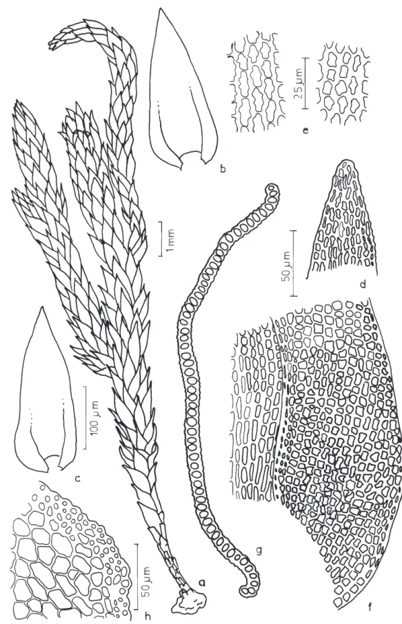 Figura 2. Andreaea squarroso-filiformis Müll. Hal. a. Aspecto geral do gametófito. b-c