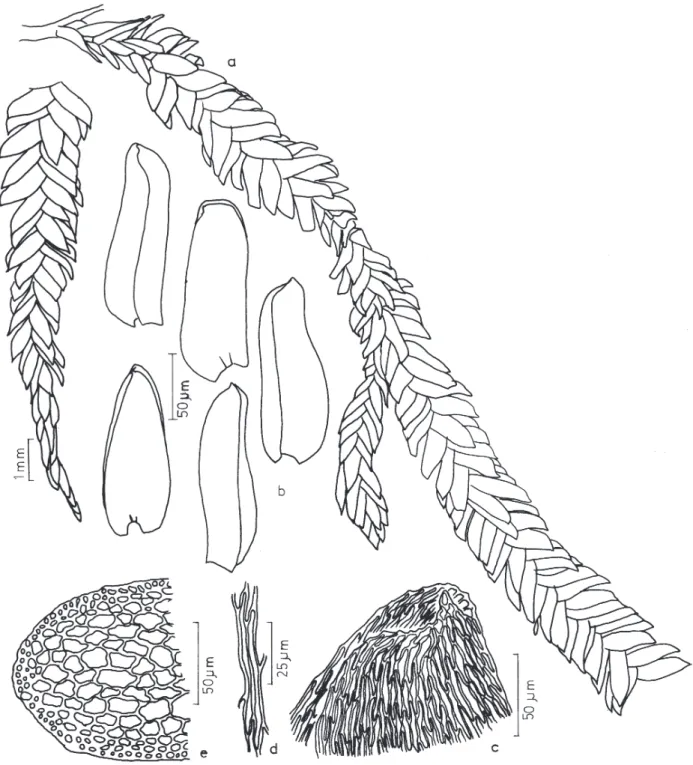 Figura 5. Catagonium emarginatum S.H. Lin. a. Aspecto geral do gametófito. b. Filídios