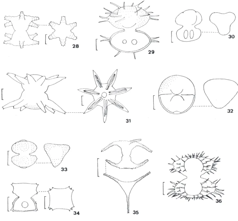 Figura 28. Staurastrum margaritaceum var. margaritaceum  (barra = 10 μm). Figura 29. Staurastrum minnesotense var