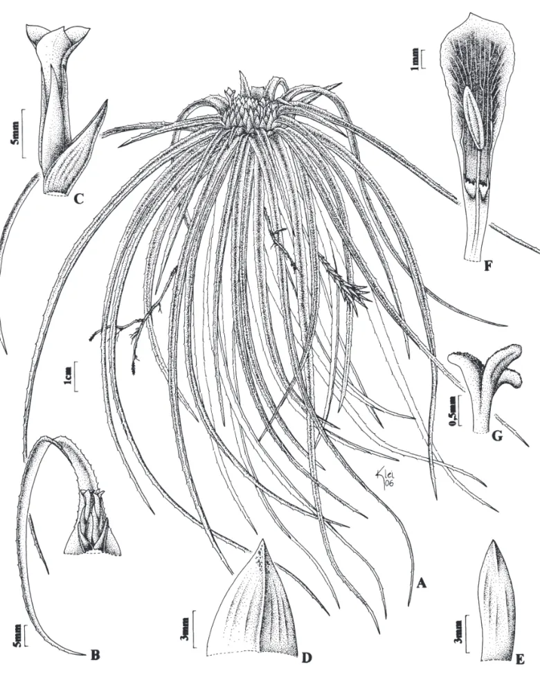 Figura 1. Orthophytum ophiuroides . A. Hábito. B. Ramo da inflorescência com duas flores subtendidas por uma bráctea primária