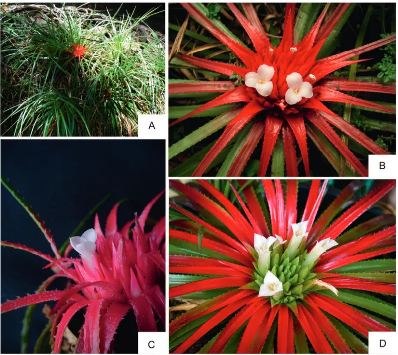 Figura 3. A-C. Orthophytum ophiuroides . A. População com um indivíduo fértil. B. Inflorescência em vista superior