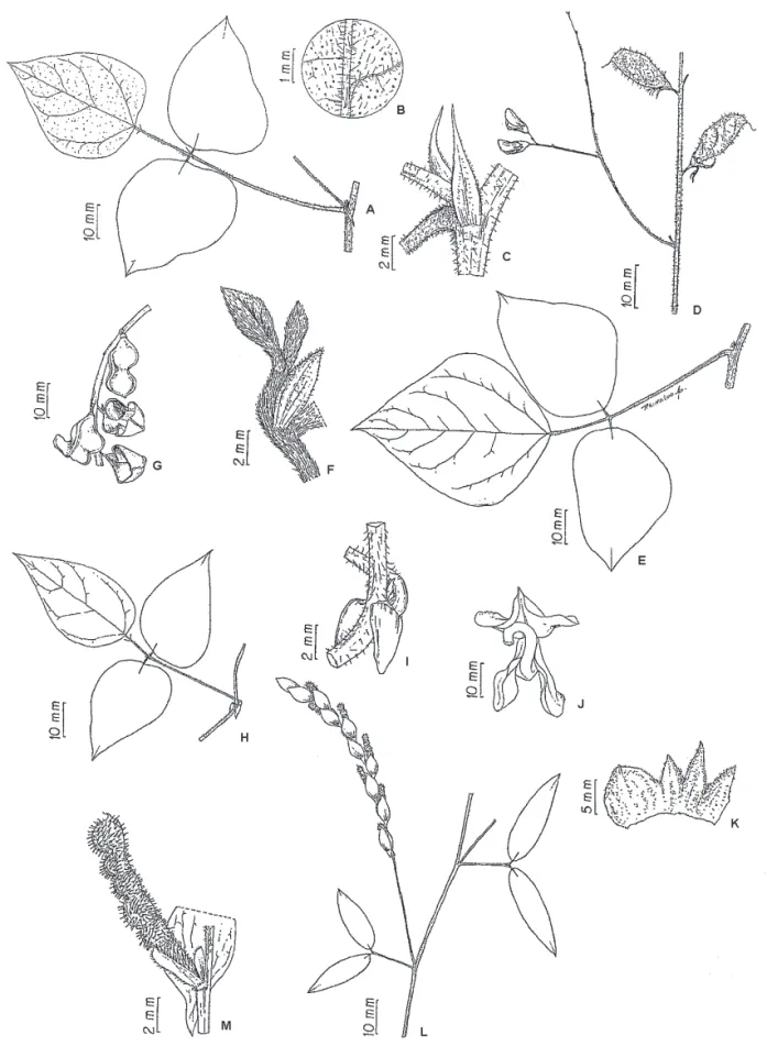 Figura  4.  Espécies  de  Rhynchosia,  Vigna e Zornia da Mata do Paraíso. A-D. Rhynchosia edulis