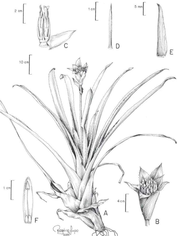 Figura 1.  Canistrum flavipetalum Wand. A. Hábito. B. Detalhe da inflorescência mostrando externamente a bráctea superior do escapo e  mais internamente as brácteas primárias envolvendo as flores