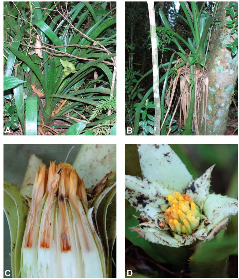 Figura 2.  Canistrum flavipetalum Wand., planta no Parque Estadual de Rio Preto. A. Hábito terrestre no interior da mata