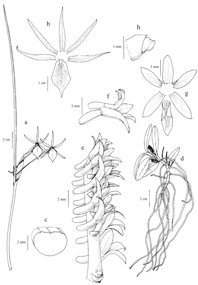 Figura 4a-c. Brassavola tuberculata. a. Hábito. b. Diagrama floral. c. Folha em corte transversal (C