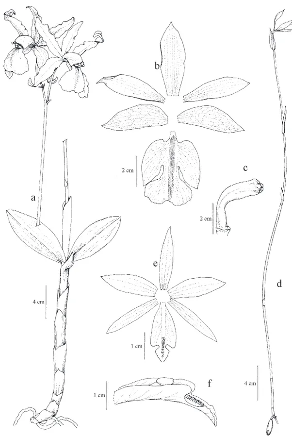 Figura 5a-c. Cattleya elongata. a. Hábito. b. Diagrama floral. c. Coluna em vista lateral (C