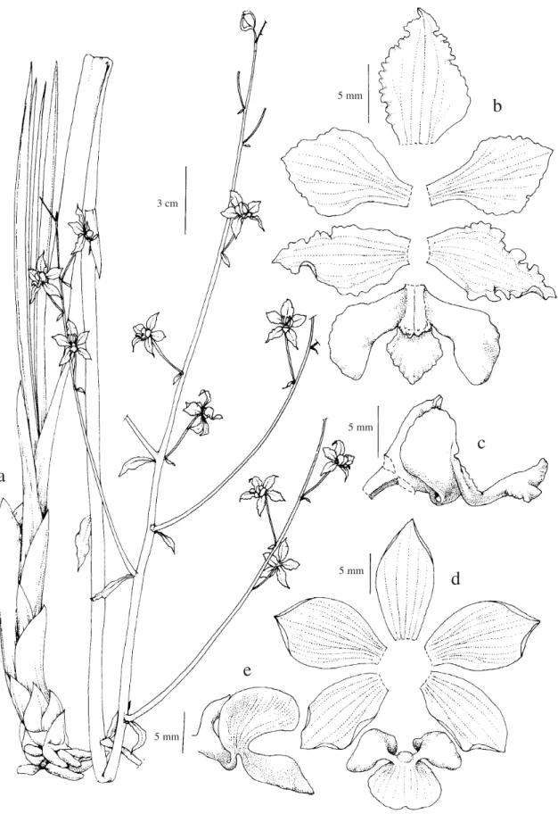 Figura 6a-c. Cyrtopodium aliciae. a. Hábito. b. Diagrama floral. c. Coluna e labelo em vista lateral (C