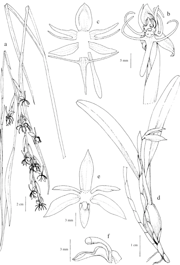 Figura 9a-c. Habenaria fluminensis. a. Hábito. b. Flor. c. Diagrama floral (C. Azevedo 141)