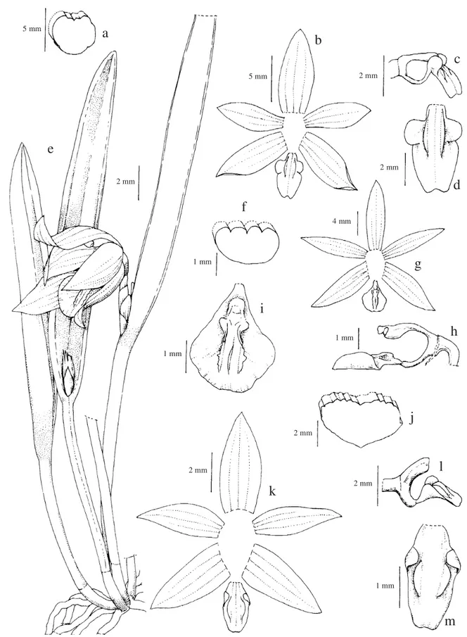 Figura 10a-d. Octomeria alexandrii. a. Folha em corte transversal. b. Diagrama floral