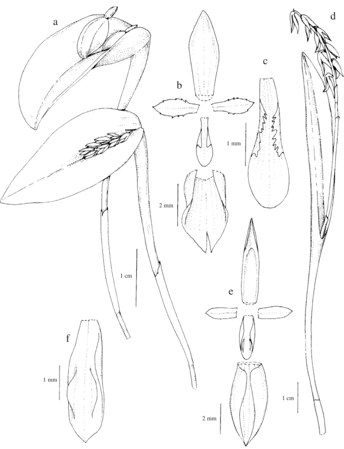 Figura 1a-c. Acianthera hamosa. a. Hábito. b. Diagrama floral. c. Detalhe do labelo (C
