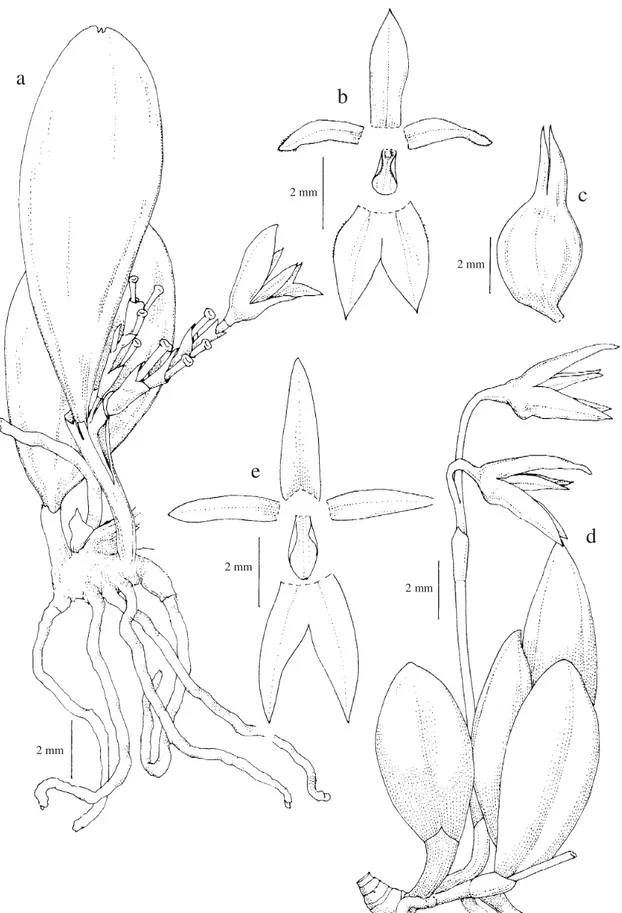 Figura 2a-c. Anathallis microphyta. a. Hábito. b. Diagrama floral. c. Fruto (C. Azevedo &amp; R