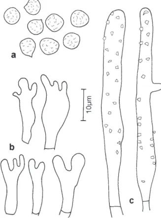 Figura 6. Crepidotus defibulatus. a. Basidiósporos. b. Queilocistídios. c. Hifas incrustradas da superfície superior (Capelari et al
