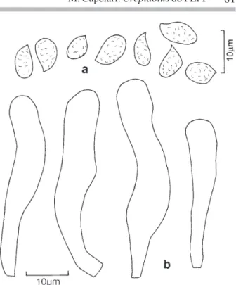 Figura 7. Crepidotus palmarum. a. Basidiósporos. b. Queilocistídios (M. Dechoum &amp; Capelari 45, SP).