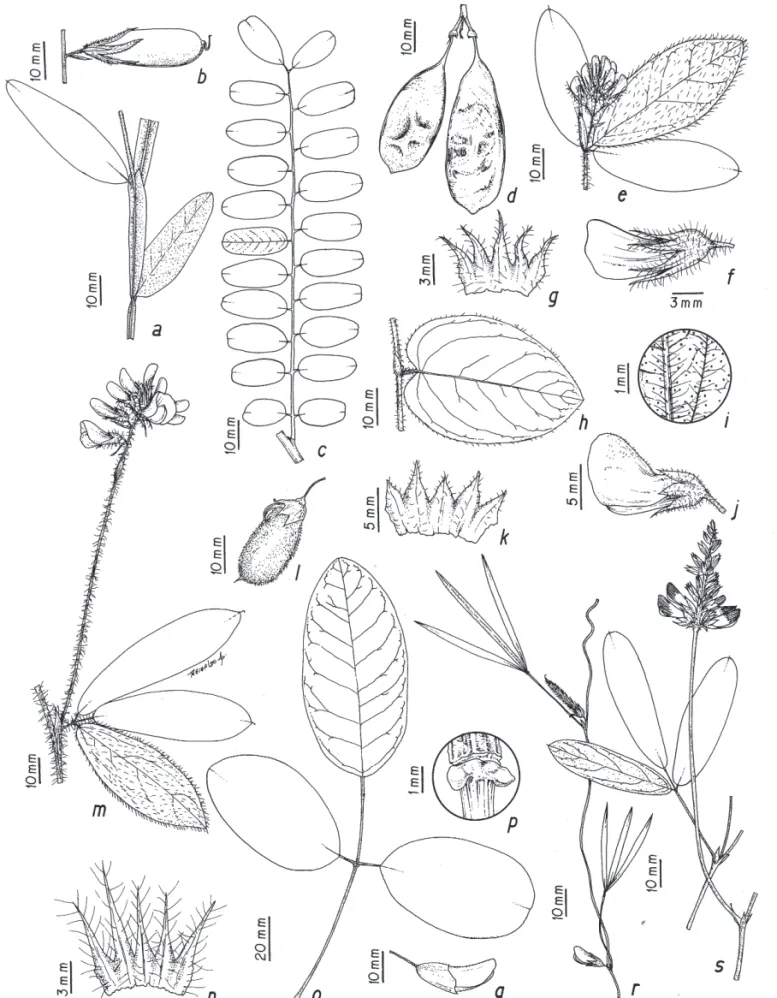 Figura 2. a-b. Crotalaria breviflora. a. Folhas e estípulas. b. Legume (Nakajima et al