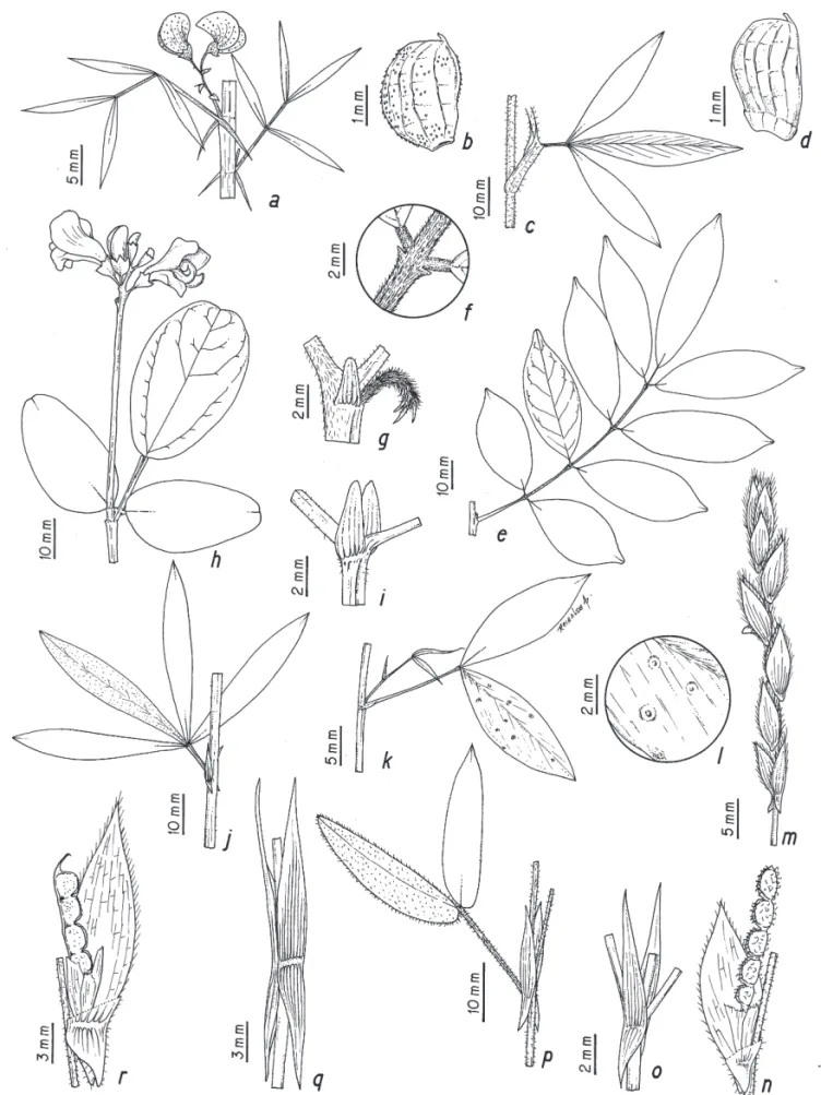 Figura 4. Poiretia angustifolia. a. Ramo (Romero et al. 1787). Stylosanthes gracilis. b