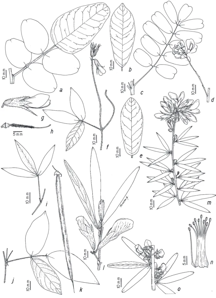 Figura 1. Acosmium dasycarpum ssp. dasycarpum. a. Folha (Romero et al. 3110). Andira fraxinifolia