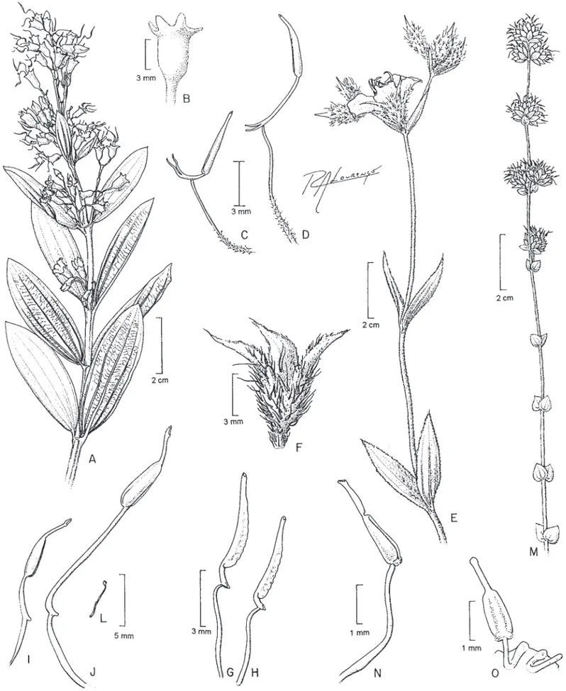 Figura 3.  A-D. Microlepis  oleifolia. A. Ramo. B. Hipanto. C. Estame antepétalo. D. Estame ante-sépalo