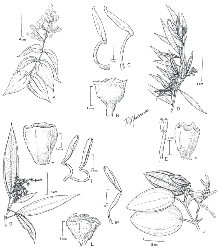 Figura 7.  A-C. Miconia ligustroides. A. Ramo. B. Hipanto. C. Estames. (F.R. Martins et al