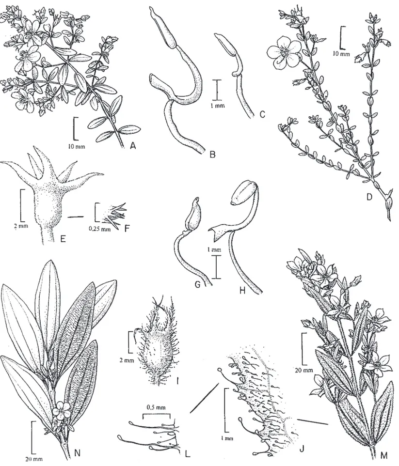 Figura 2. A-C. Microlicia euphorbioides. A. Ramo. B. Estame do ciclo ante-sépalo. C. Estame do ciclo antepétalo