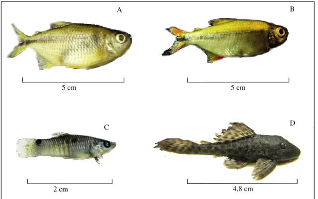 FIGURA  1  -  Espécies  de  estudo:  Astyanax  bimaculatus  (A),  Astyanax  fasciatus  (B),  Poecilia  vivipara  (C)  e  Hypostomus jaguribensis (D) coletados no rio Curu, Pentecoste - Ceará