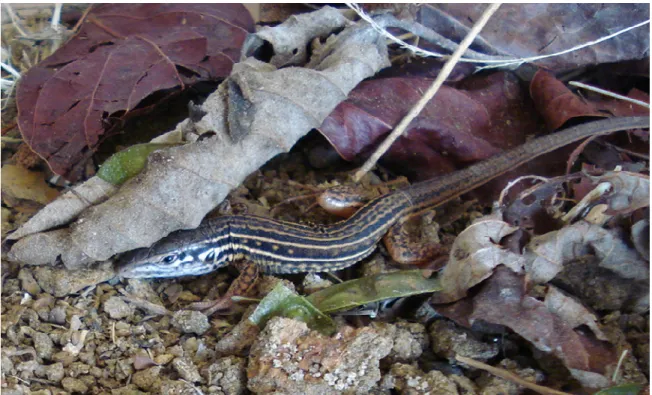 Figura 1 – Cnemidophorus ocellifer. Fonte: Daniel Cunha Passos. 