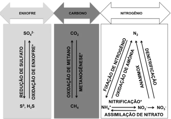 Figura 3 – Representação esquemática das reações mediadas por bactérias e arqueias dos ciclos  do enxofre, carbono e nitrogênio que ocorrem nos manguezais