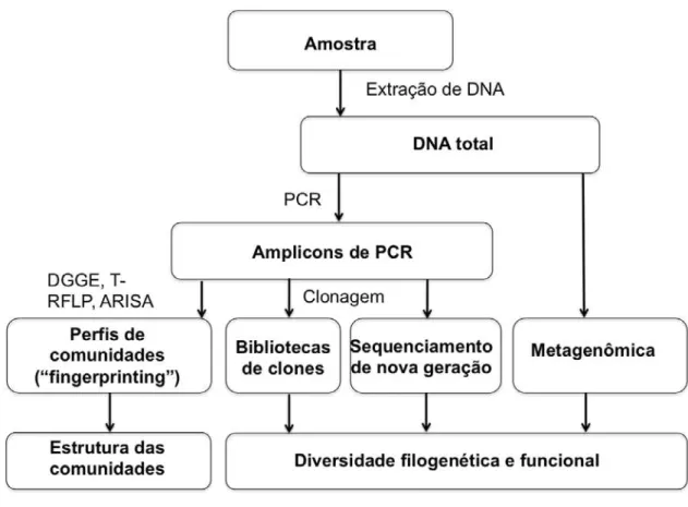 Figura 4 –  Representação esquemática das etapas dos métodos moleculares (independentes de  cultivo)