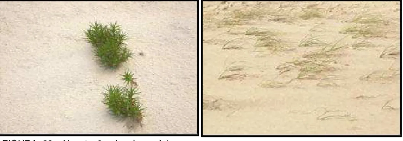 FIGURA  09 – Vegetação pioneira na faixa  de pós-praia, pinheirinho-da-praia.                    