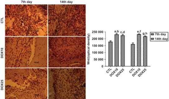 Figure 6 Representative photomicrographs ( ´ 400) of immunohistochemistry assays for Wnt-10b on the 7th and 14th days after tooth extraction, revealing signi ﬁ cant increases in the number of immunopositive cells, as compared with that in the CTL in both p