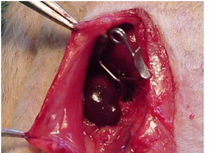 Foto 2 – Acesso à cavidade abdominal através de incisão   mediana a partir do processo xifóide