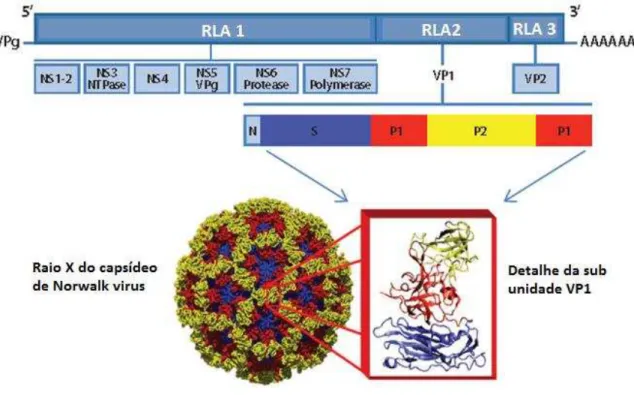 Figura 2  –  Ilustração da estrutura do genoma dos Norovírus. Fonte: Adaptado de lopman et al