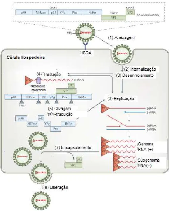 Figura 5  –  A composição e o ciclo de vida dos Norovírus humanos. Etapas: (1) O cápsideo anexa-se à  superfície celular através das interações entre VP1 e os antígenos do grupo HBGAs; (2) internalização; 