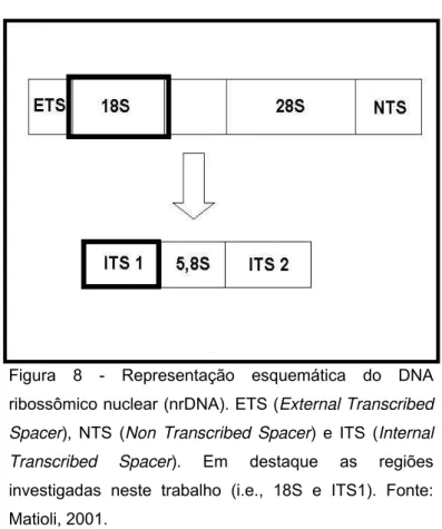 Figura 8 - Representação esquemática do DNA  ribossômico nuclear (nrDNA). ETS (External Transcribed  Spacer), NTS (Non Transcribed Spacer) e ITS (Internal  Transcribed Spacer)