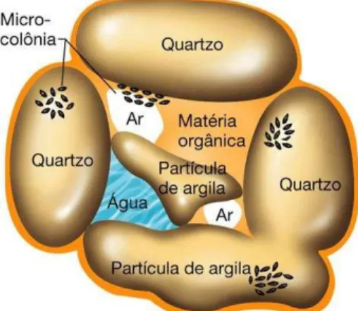 Figura  1:  Desenho  esquemático  apontando  como  se  organizam  os  componentes  orgânicos  e  inorgânicos do solo (adaptado de PURVES  et al ., 2002) 