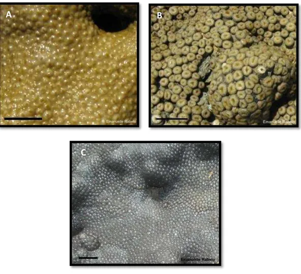 Figura 6: Detalhe das colônias de (A) Palythoa caribaeorum;  (B): Protopalythoa variabilis; (C): Zoanthus  sociatus em habitat natural