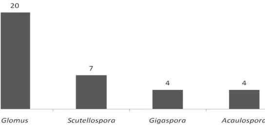 Figura 11. Nº de morfotipos de esporos de FMA detectados de acordo com o gênero. 