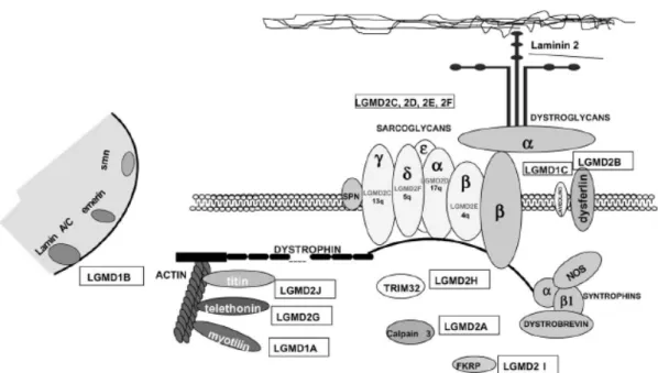 Figura 1 – Representação esquemática de proteínas do sarcolema, sarcômero,  citosol e núcleo envolvidas na degeneração muscular de vários subtipos de  DMPC