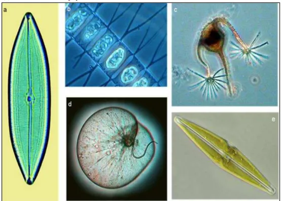 Figura 2 - Exemplos de fitoplâncton marinho. (a) Caloneis (Bacillariophyta). (b) 