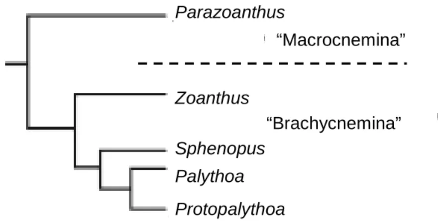 Figura 01: Classificação filogenética da ordem Zoanthidea com separação  entre as subordens Macrocnemina e Brachycnemina